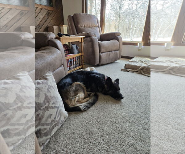 Medium Photo #3 German Shepherd Dog-Unknown Mix Puppy For Sale in Princeton, MN, USA