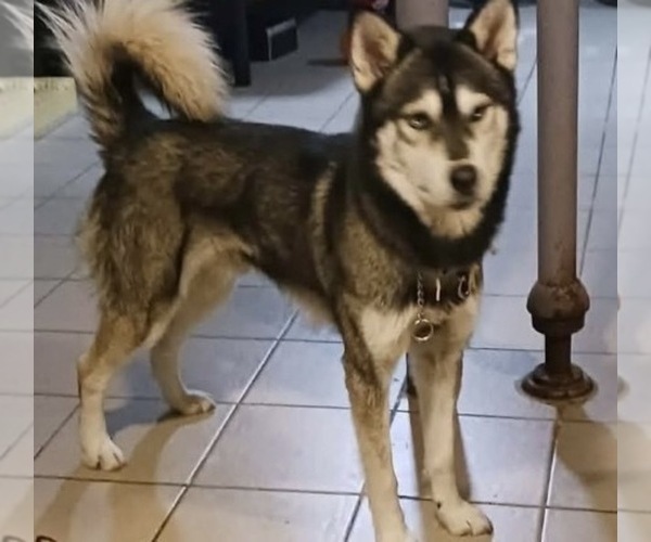 Medium Photo #1 Siberian Husky Puppy For Sale in WILLOWBROOK, IL, USA