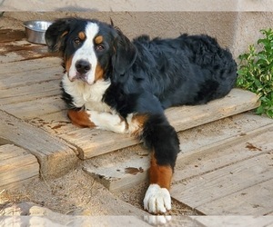Father of the Bernese Mountain Dog puppies born on 10/17/2023