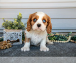 Puppy Sterling Cavalier King Charles Spaniel