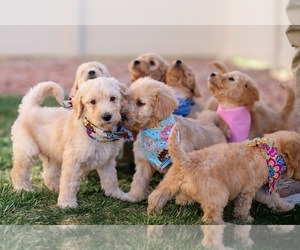 Goldendoodle Puppy for sale in COLORADO SPRINGS, CO, USA