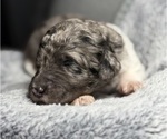 Small Photo #23 Goldendoodle Puppy For Sale in HOWARD CITY, MI, USA