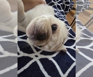 Pug Puppy for sale in NEW IPSWICH, NH, USA