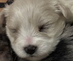 Puppy Rocky Schnauzer (Miniature)