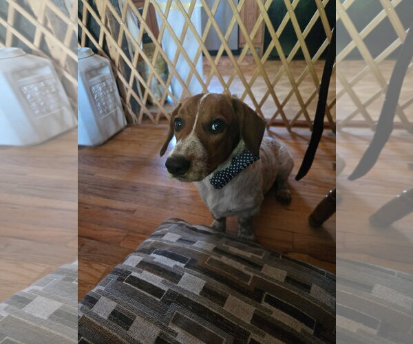 Medium Photo #5 Basset Hound-Unknown Mix Puppy For Sale in Denver , CO, USA