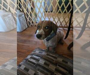 Mando - Male Basset Hound-Unknown Mix Dog for Adoption - Photo #5
