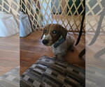 Small Photo #5 Basset Hound-Unknown Mix Puppy For Sale in Denver , CO, USA