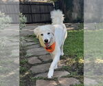 Small #3 Great Pyrenees