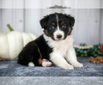 Puppy Tess Australian Shepherd