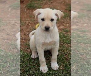 Australian Retriever Dogs for adoption in McDonough, GA, USA