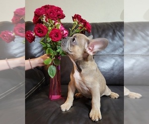 French Bulldog Puppy for sale in TAMPA, FL, USA