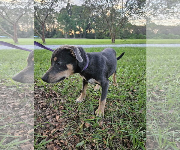 Medium Photo #12 Feist Terrier-Unknown Mix Puppy For Sale in Wakefield, RI, USA