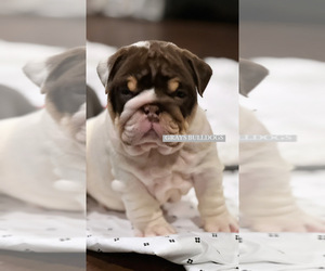 Bulldog Puppy for sale in LOS ANGELES, CA, USA
