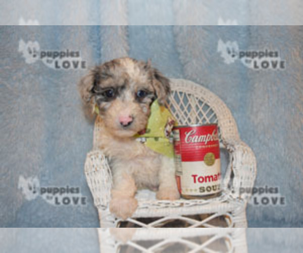 Medium Photo #16 Australian Shepherd-Poodle (Toy) Mix Puppy For Sale in SANGER, TX, USA