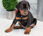 Puppy Cooper Doberman Pinscher