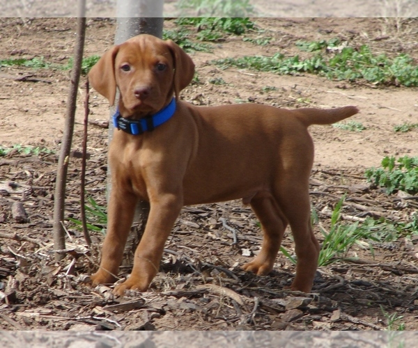 Medium Photo #1 Vizsla Puppy For Sale in AMORITA, OK, USA