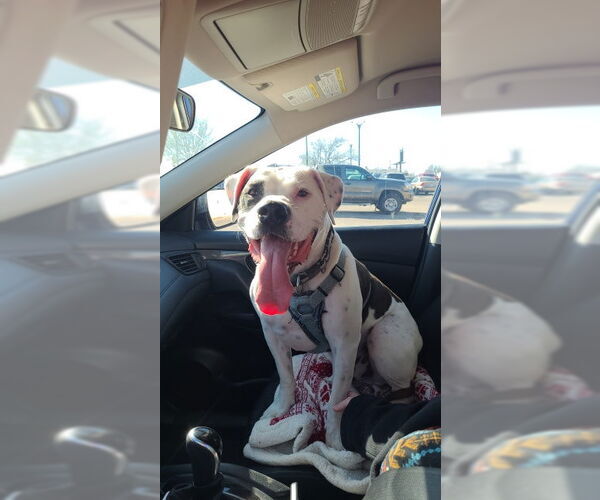 Medium Photo #1 American Bulldog-Unknown Mix Puppy For Sale in Topeka, KS, USA