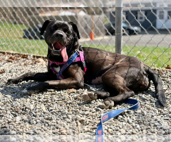Medium Photo #4 American Staffordshire Terrier-Labrador Retriever Mix Puppy For Sale in Sayreville, NJ, NJ, USA