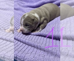 American Pit Bull Terrier-Cane Corso Mix Puppy for sale in ASHEBORO, NC, USA