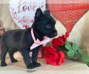 Schipperke-Yorkshire Terrier Mix Puppy for sale in LANCASTER, PA, USA