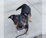 Small #10 German Shepherd Dog Mix