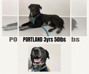 Medium Retriever  Mix