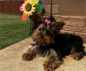 Mother of the Yorkshire Terrier puppies born on 03/24/2023