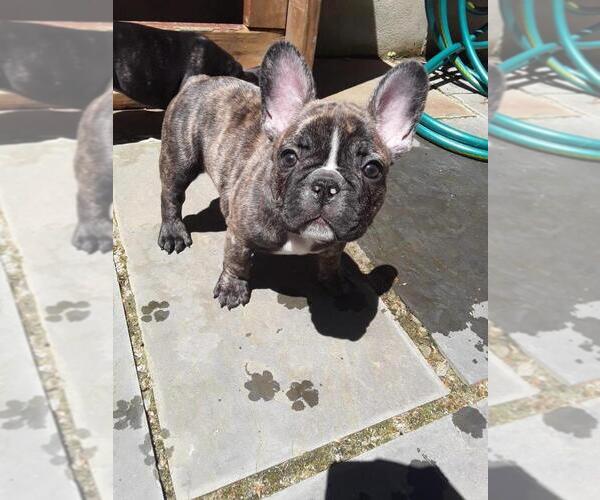Medium Photo #7 French Bulldog Puppy For Sale in HOLTSVILLE, NY, USA