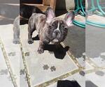 Small Photo #7 French Bulldog Puppy For Sale in HOLTSVILLE, NY, USA
