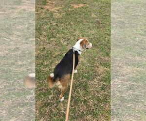Hightower: Not At shelter (Wendy) - Male Beagle-Unknown Mix Dog for Adoption - Photo #4