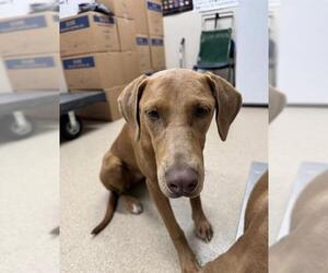 Doberman Pinscher-Vizsla Mix Dogs for adoption in Grand Prairie, TX, USA