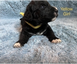 Airedoodle Puppy for Sale in COLUMBIA, South Carolina USA
