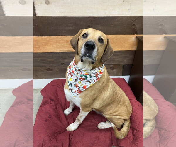 Medium Photo #17 Labrador Retriever-Unknown Mix Puppy For Sale in Rockaway, NJ, USA