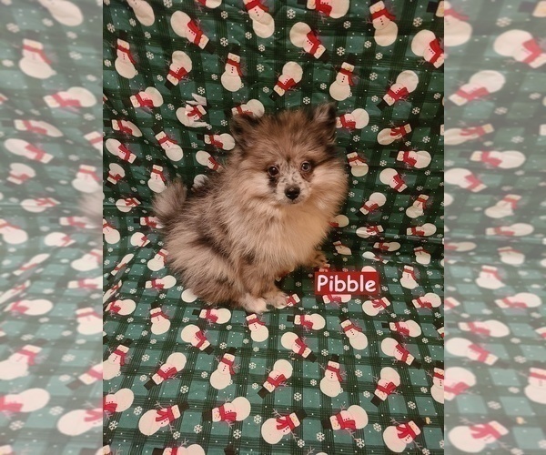 Medium Photo #3 Pomeranian Puppy For Sale in CLARKSVILLE, TN, USA