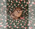 Small #2 Pomeranian
