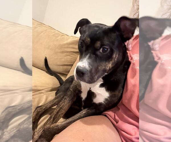 Medium Photo #3 Plott Hound-Unknown Mix Puppy For Sale in Silver Spring, MD, USA