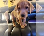Small Photo #77 Labrador Retriever Puppy For Sale in BUFFALO, NY, USA