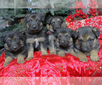 Small Photo #2 German Shepherd Dog Puppy For Sale in LAKEVILLE, OH, USA