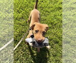 Small #4 Mutt