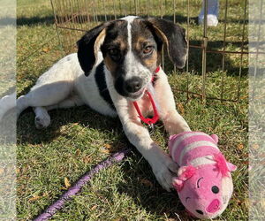 Labbe Dogs for adoption in GILBERTS, IL, USA