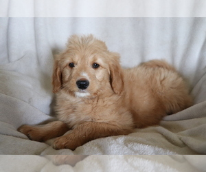 Goldendoodle (Miniature) Puppy for sale in SHILOH, OH, USA
