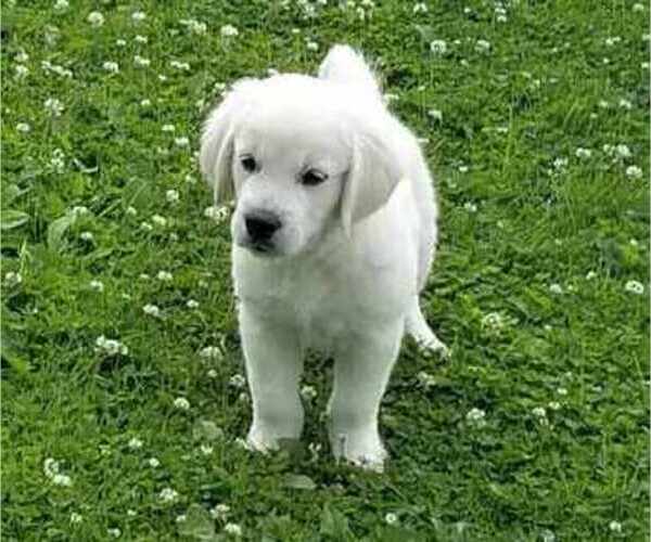 Medium Photo #9 English Cream Golden Retriever Puppy For Sale in BELLWOOD, PA, USA
