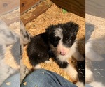 Small Photo #12 Border Collie Puppy For Sale in WHITE SALMON, WA, USA
