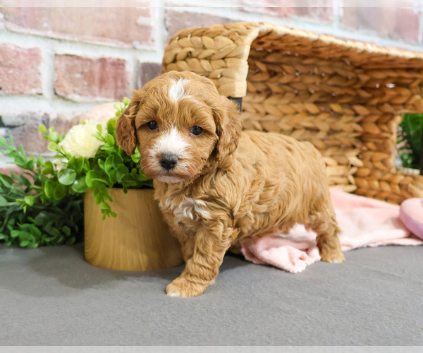 Medium Photo #7 Goldendoodle-Poodle (Toy) Mix Puppy For Sale in SYRACUSE, IN, USA