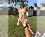 Small Photo #7 French Bulldog Puppy For Sale in IOWA COLONY, TX, USA