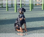 Small Photo #6 Doberman Pinscher Puppy For Sale in CHEPACHET, RI, USA