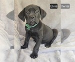 Image preview for Ad Listing. Nickname: Elvis