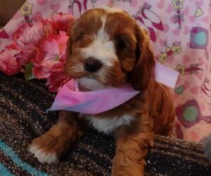 Cavachon-Cavapoo Mix Litter for sale in FREWSBURG, NY, USA