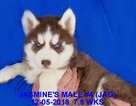 Small Photo #20 Siberian Husky Puppy For Sale in MANILLA, IA, USA