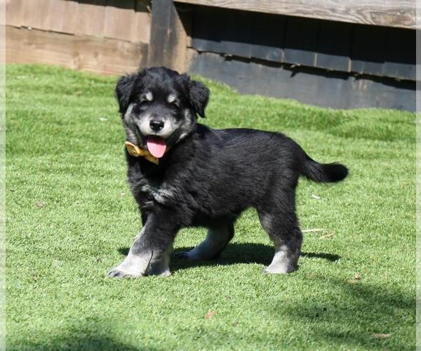 Medium Photo #1 German Shepherd Dog-Unknown Mix Puppy For Sale in San Diego, CA, USA